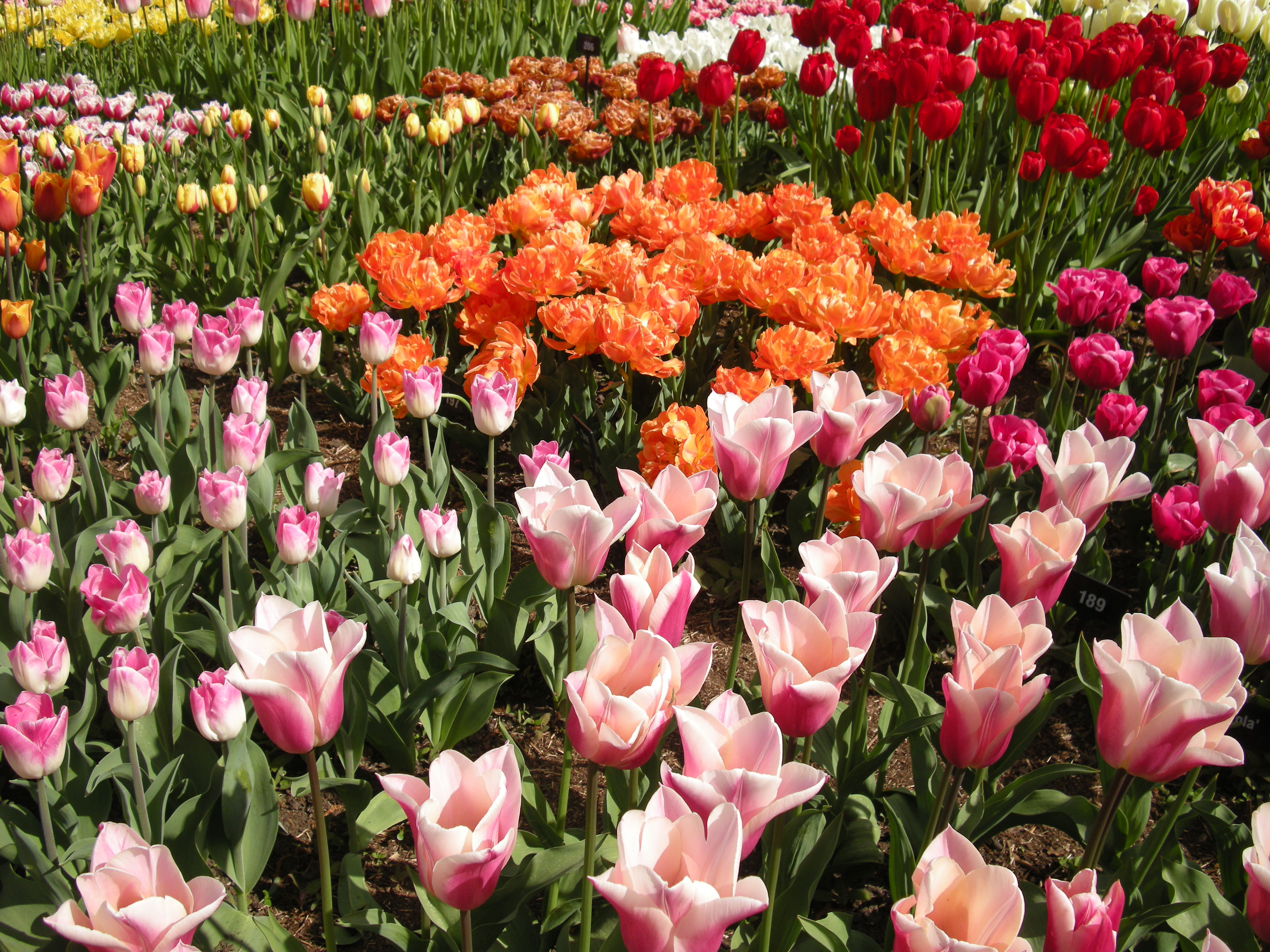 Tulips at RHS Wisley | The Surrey Edit